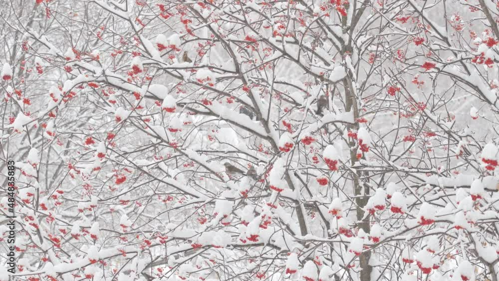 A flock of birds flies near a rowan tree and pecks bright red berries during a snowfall. Selective focus A flock of birds flies near a rowan tree and pecks bright red berries during a snowfall. Selective focus
