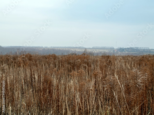 field and forest in cloudy weather