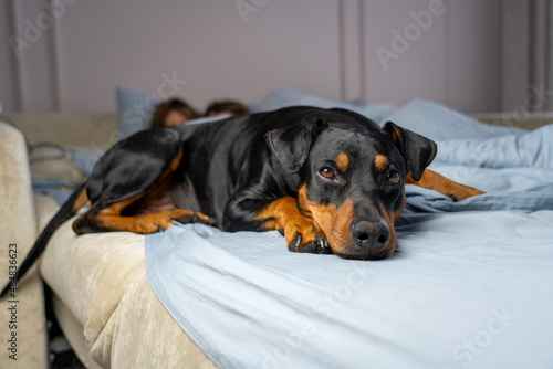 Cute german pinscher breed dog lay on bed and fall asleep with sleepy eyes closing. Tired dog sleep on couch. Lazy pet relaxed at home.