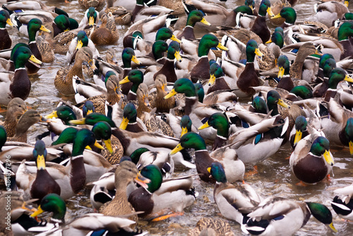 a flock of wild ducks in a pond