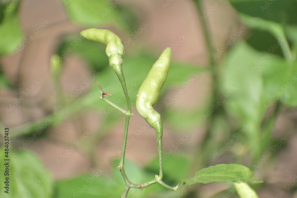 green chilly green chilly