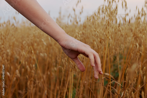 female hand outdoors countryside wheat crop plant unaltered