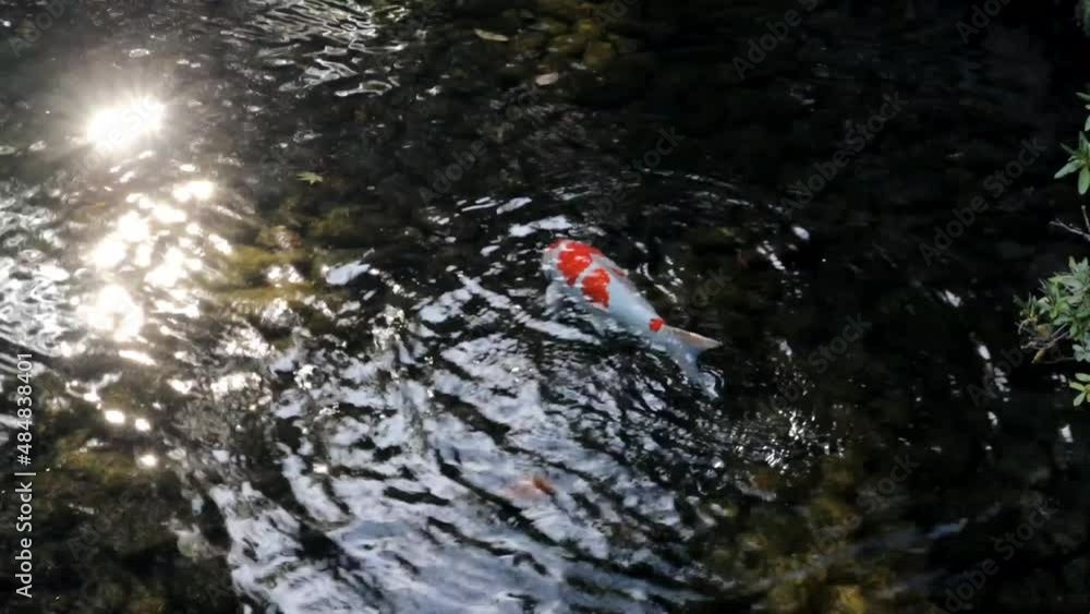 鯉 魚 池 日本 和 庭園 後楽園 岡山県 水 水面 自然 鯉 魚 池 日本 和 庭園 後楽園 岡山県 水 水面 自然