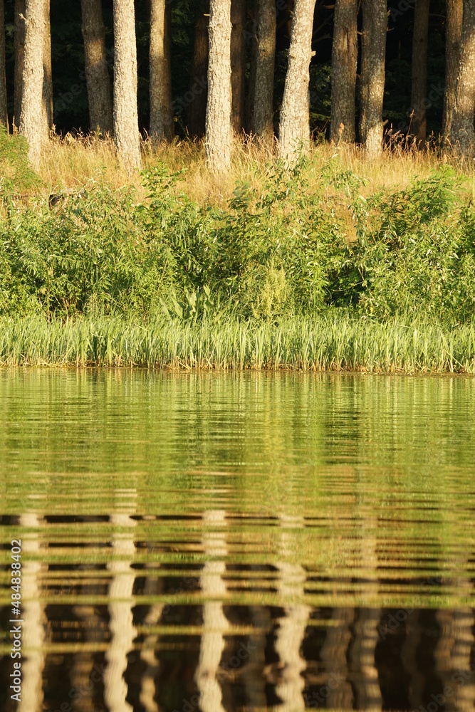 Obraz premium lake in the forest