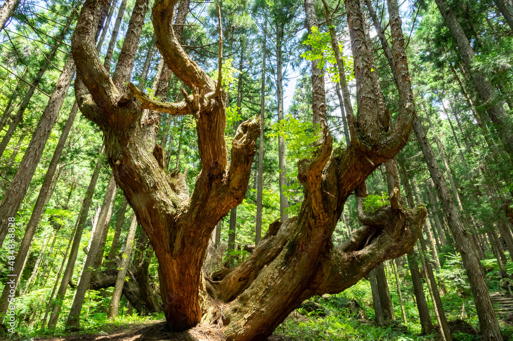 岐阜県関市の株杉の森