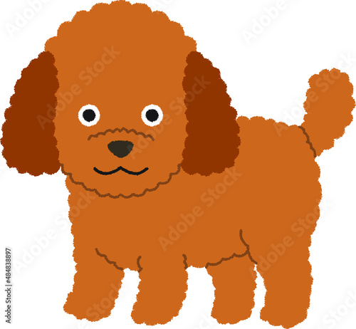 トイプードルの犬イラスト