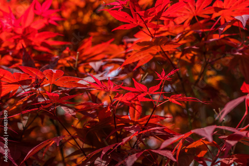 Red Foliage