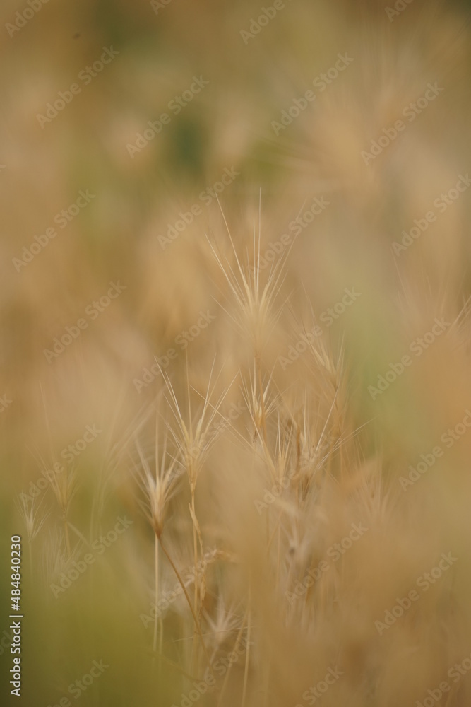 Fototapeta premium dandelion in the grass