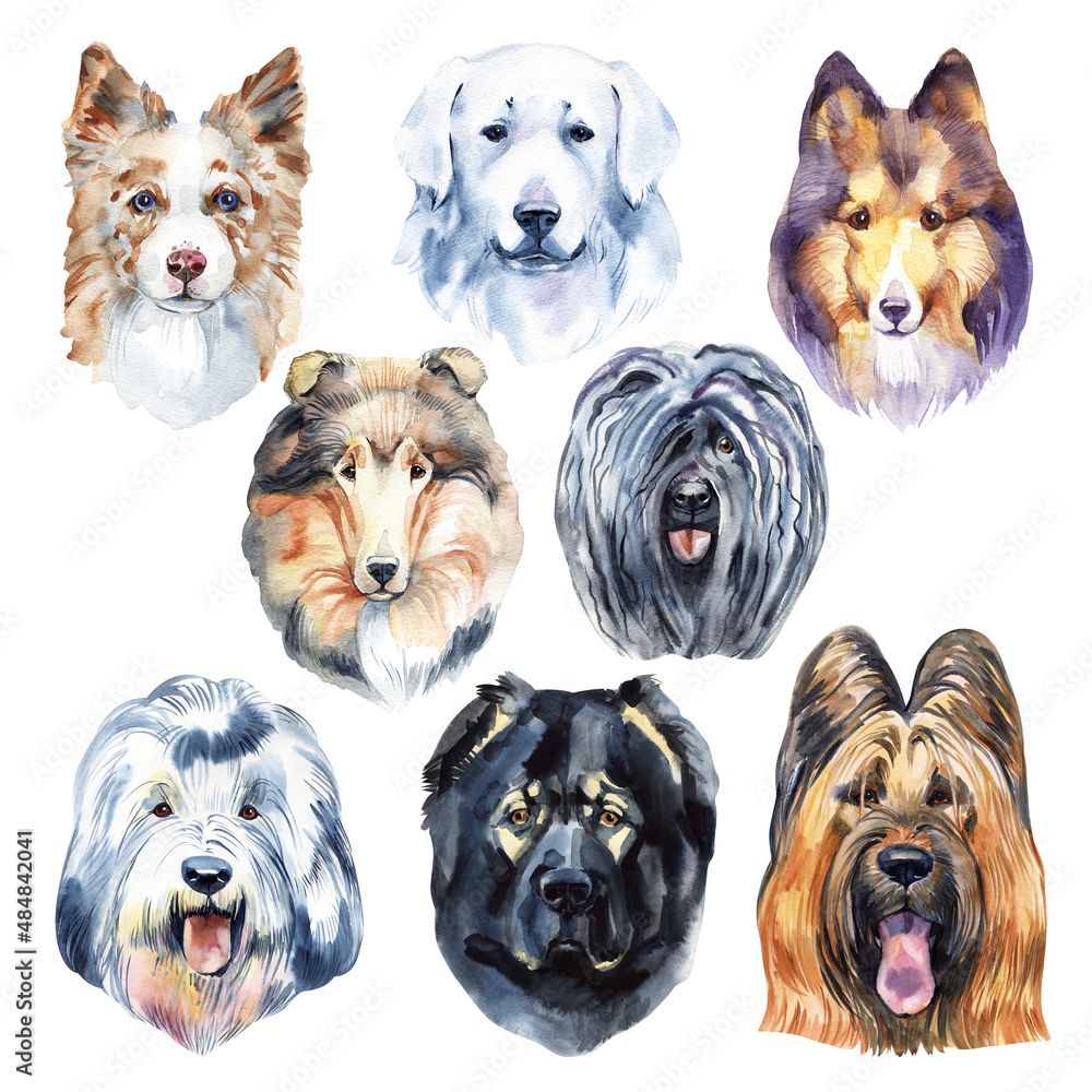 Shepherd dog head portraits set of a character graphic, icon, watercolor drawing,