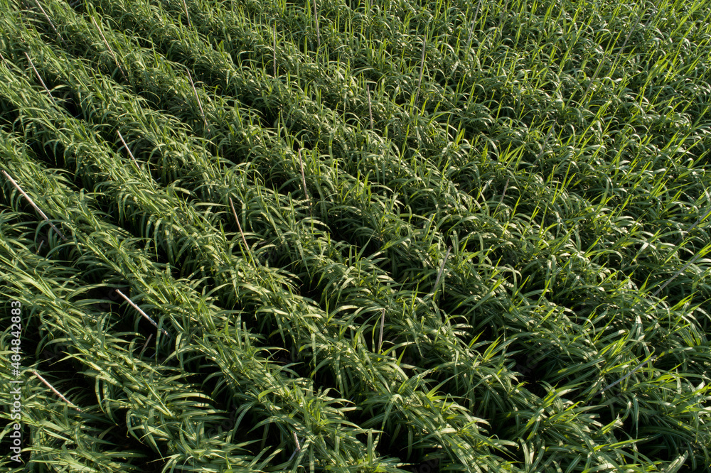 Aerial view of sugarcane plants growing at field Aerial view of sugarcane plants growing at field
