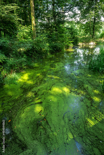 zielone wodorosty na spokojnej tafli rzeki