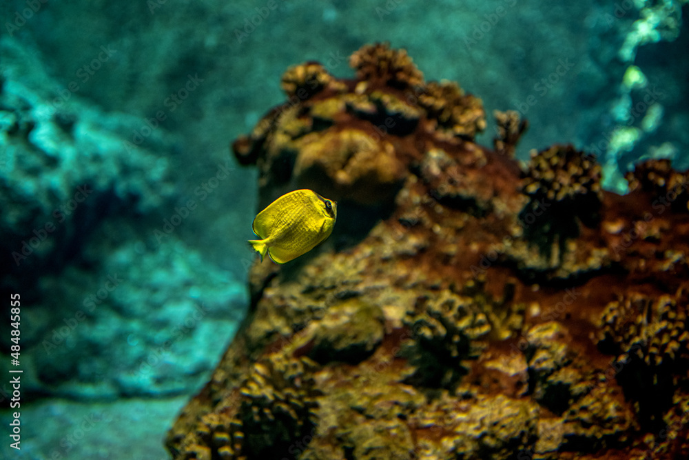 mała samotnie pływająca rybka przy rafie koralowej - obrazy, fototapety, plakaty 