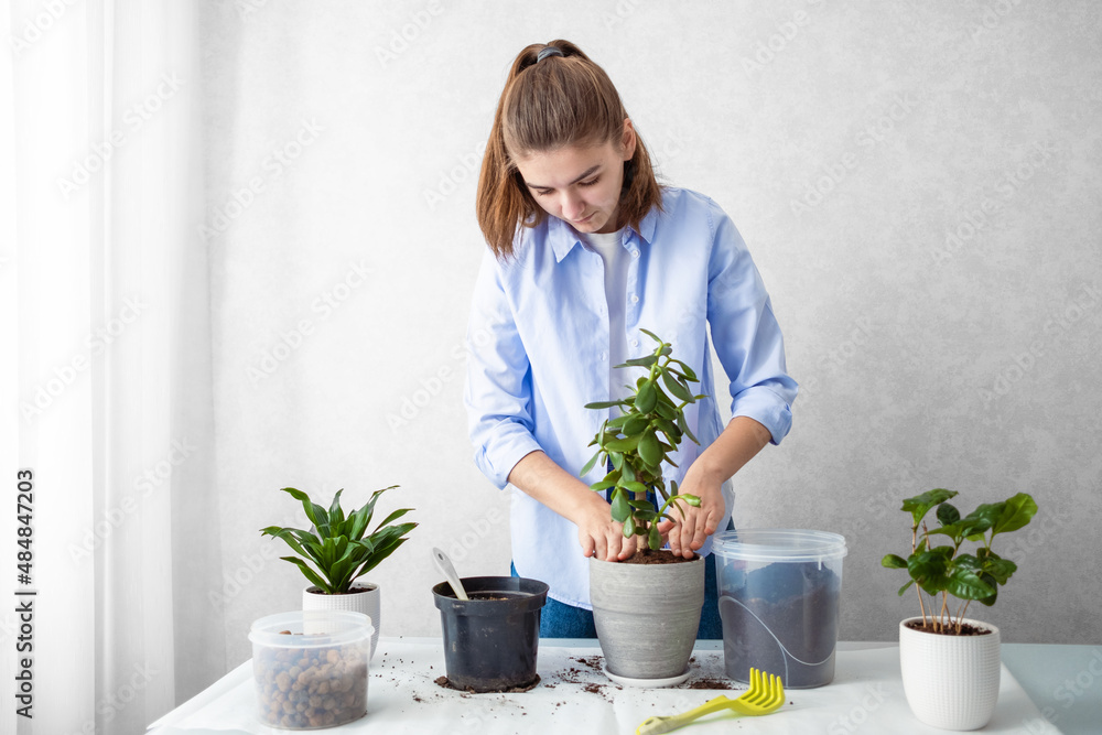 The girl transplants a houseplant crassula into a new flower pot. Houseplant care concept. The girl transplants a houseplant crassula into a new flower pot. Houseplant care concept.