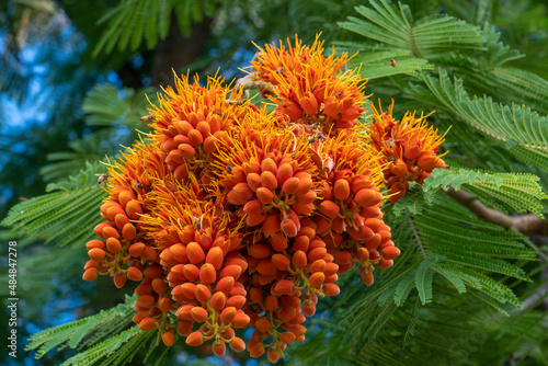 Colvillea racemosa is a species of legume in the family Fabaceae. It is also known by the common name Colville's Glory.  Its genus is named for Sir Charles Colville, an ex Governor of Mauritius. photo