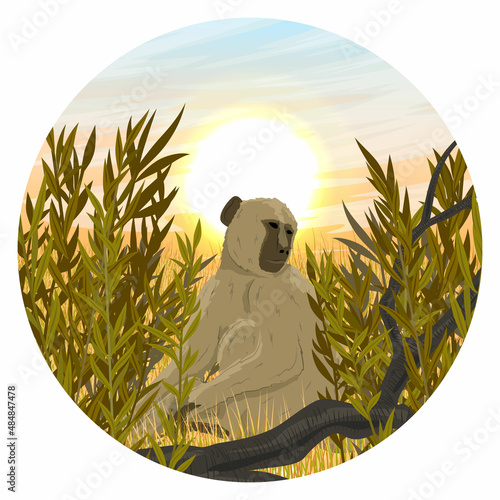 Round composition. Yellow baboon in thickets of tall dry grass. Monkeys of the African savanna. Realistic vector landscape