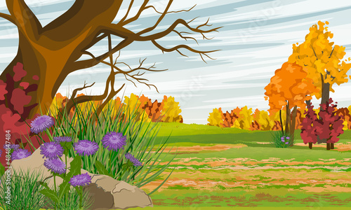 Autumn realistic vector landscape. Autumn tree, field and thickets of purple asters.