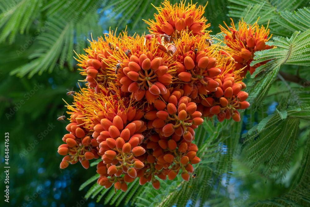 Colvillea racemosa is a species of legume in the family Fabaceae. It is also known by the common name Colville's Glory. Its genus is named for Sir Charles Colville, an ex Governor of Mauritius. Colvillea racemosa is a species of legume in the family Fabaceae. It is also known by the common name Colville's Glory. Its genus is named for Sir Charles Colville, an ex Governor of Mauritius.