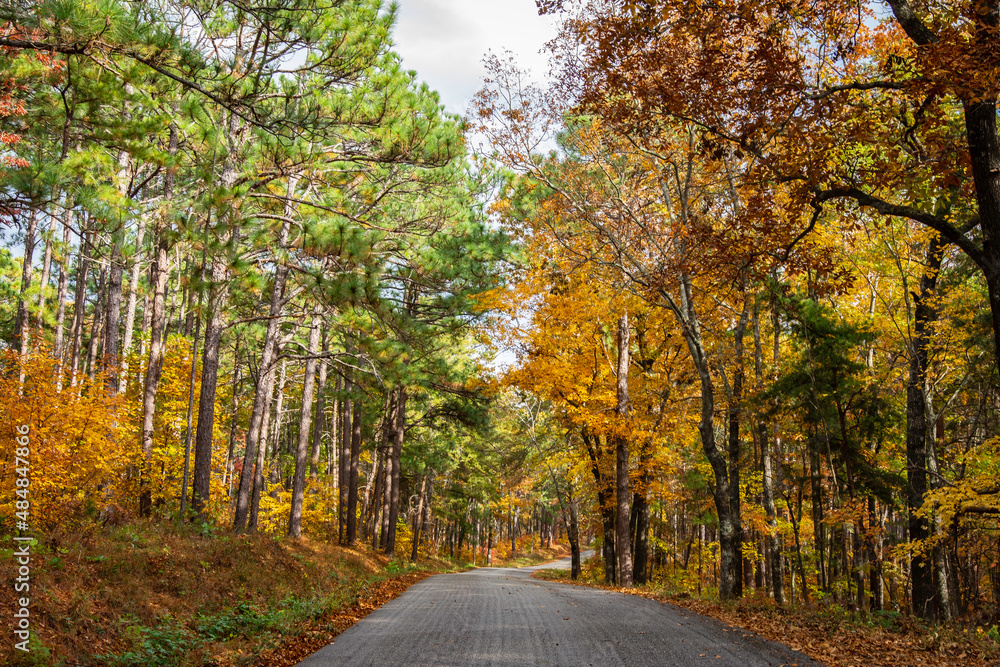 Fototapeta premium Empty road through peak autumn color