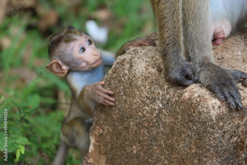 baby and mother Monkey © JR Croos