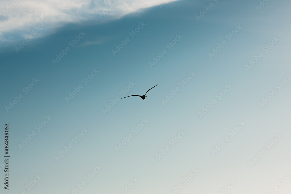 Fototapeta premium Seagull flies forward against the blue sky
