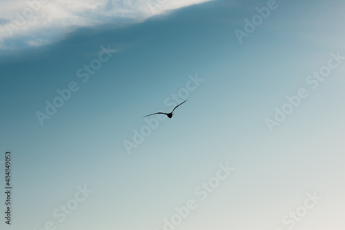 Seagull flies forward against the blue sky