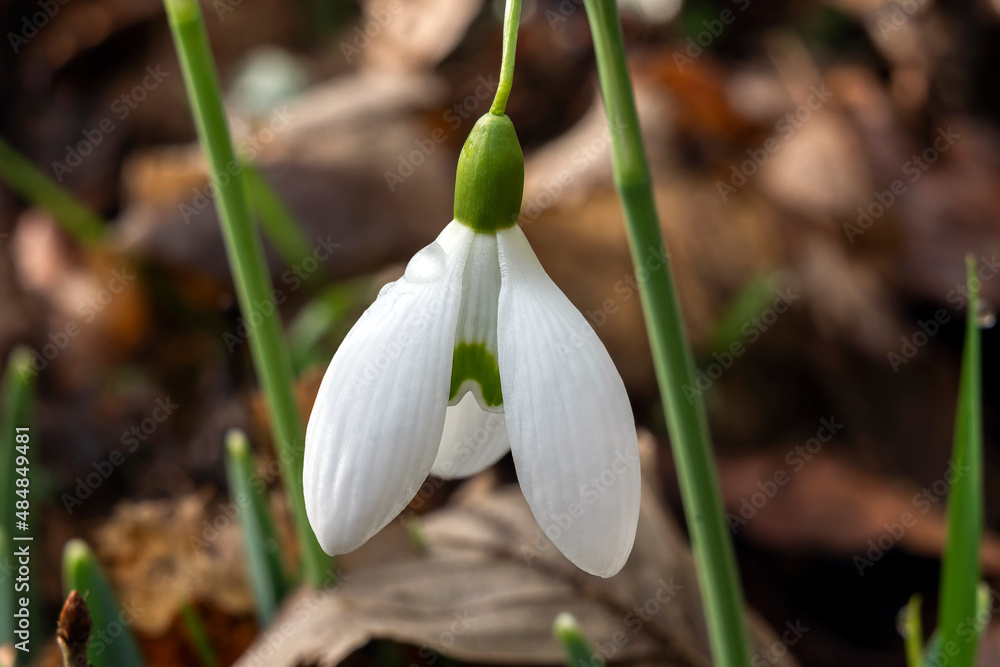 Galanthus 'Galatea' (snowdrop) a double spring winter bulbous flowering plant with a white green springtime flower in January, stock photo image Galanthus 'Galatea' (snowdrop) a double spring winter bulbous flowering plant with a white green springtime flower in January, stock photo image