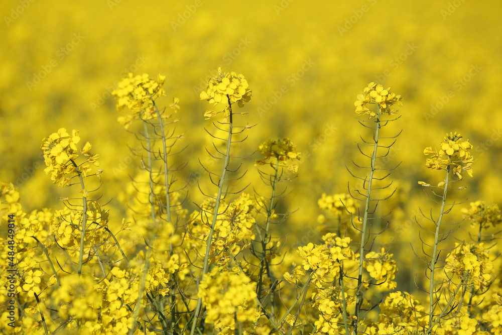 A colorful field of rapeseed
A colorful field of rapeseed