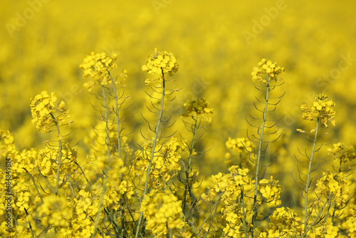 A colorful field of rapeseed 