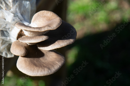 Cultivation of mushrooms in bags , Oyster mushrooms grow from cultivation, can be used for cooking and eating. photograph of a group of mushrooms up close