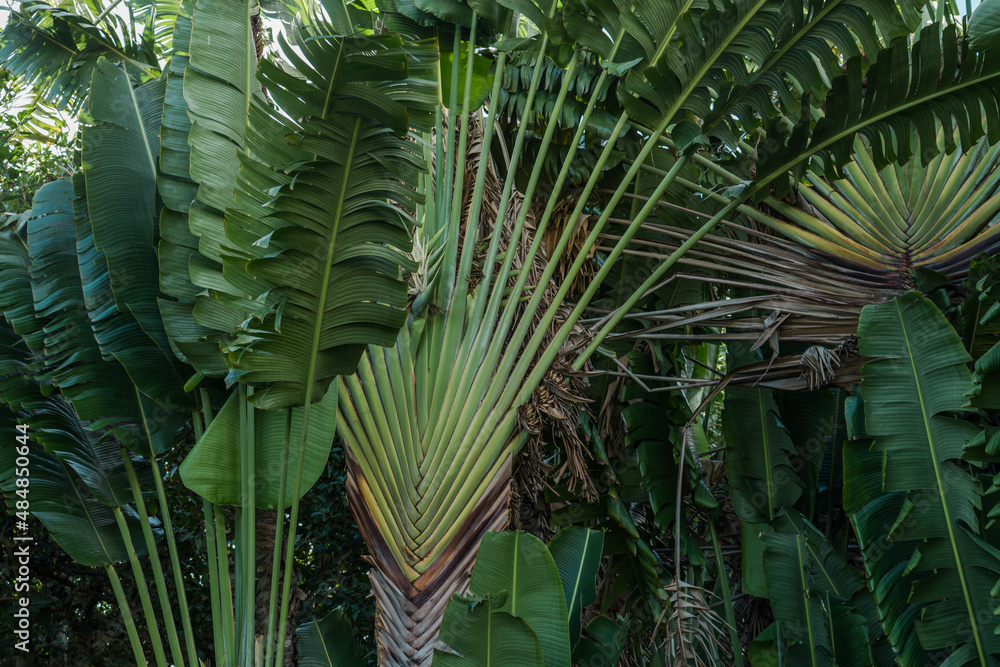 Ravenala is a genus of monocotyledonous flowering plants, Ravenala ...
