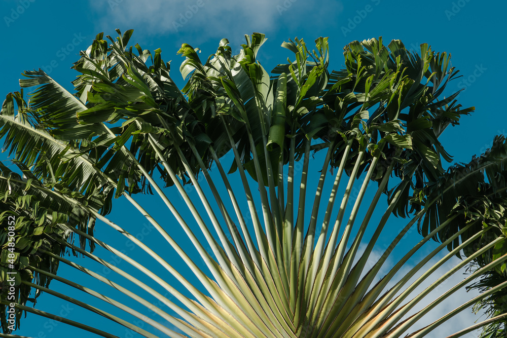 Ravenala is a genus of monocotyledonous flowering plants, Ravenala ...