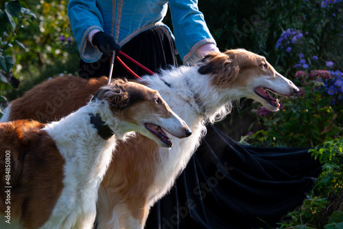 Two Borzoi Russian hounds on leads on grass in the garden held by a woman with blue skirt