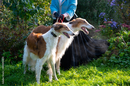 Two Borzoi Russian hounds on leads on grass in the garden held by a woman with blue skirt