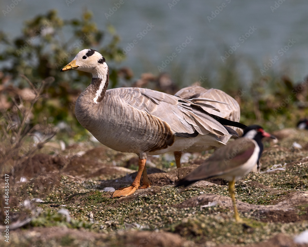 Bar headed goose moving around with birds of other species in peace and tranquility, coexistence of nature. Bar headed goose moving around with birds of other species in peace and tranquility, coexistence of nature.