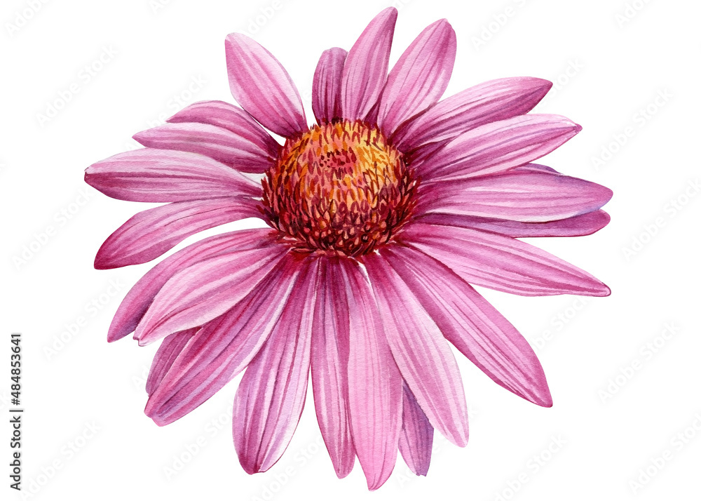 Pink Flower, echinacea on a white background. Watercolor botanical illustration