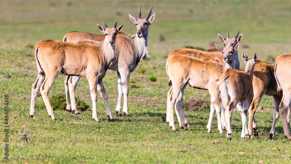 common eland, southern eland, eland antelope (Taurotragus oryx) small group or herd making eye contact in the wild, Western Cape, South Africa common eland, southern eland, eland antelope (Taurotragus oryx) small group or herd making eye contact in the wild, Western Cape, South Africa