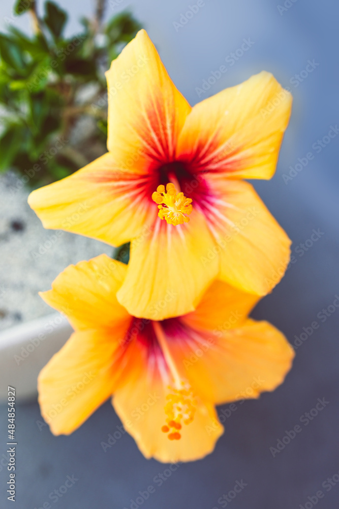 Fototapeta premium close-up of cuban hibiscus plant with yellow flower outdoor