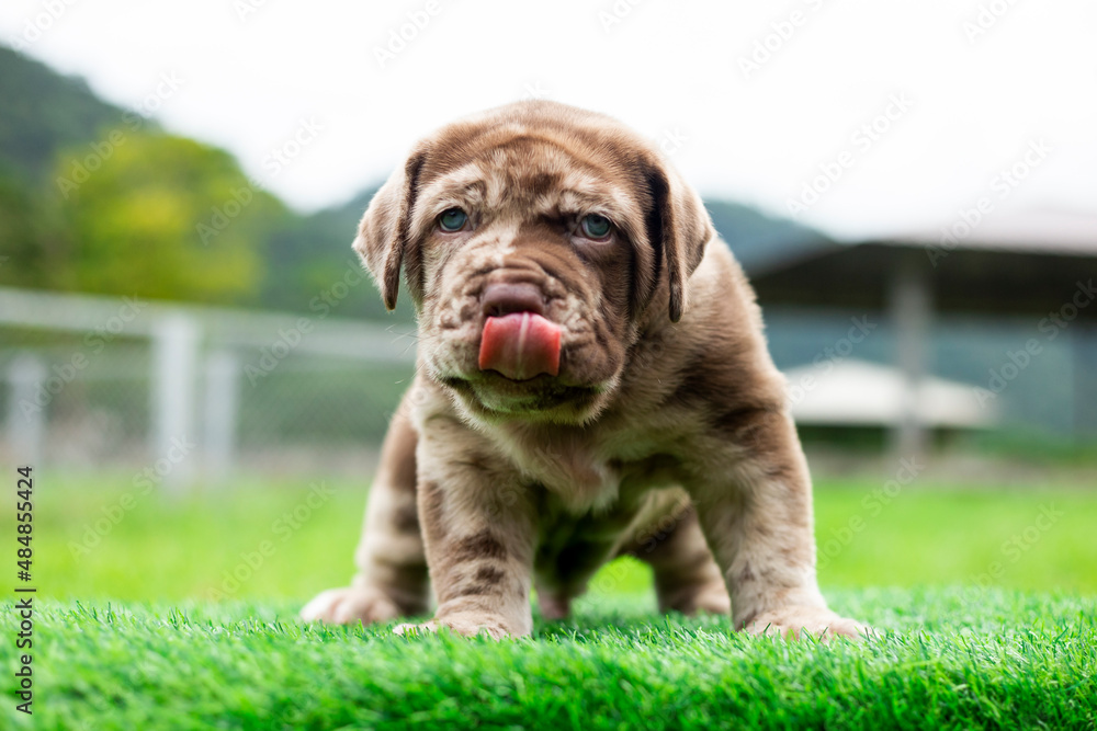 puppy light brown white cute fat on the green lawn Neapolitan Mastiff puppies mix with Bandog. puppy light brown white cute fat on the green lawn Neapolitan Mastiff puppies mix with Bandog.