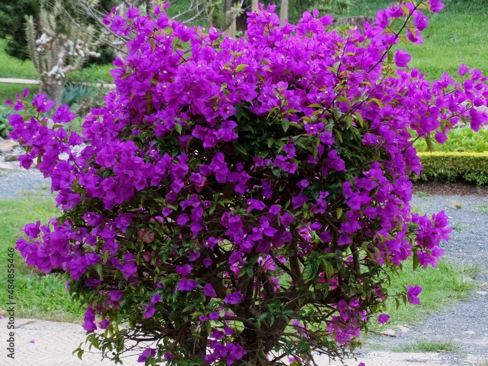 Natural colorful attractive bright and full of life, blossom and smell sunshine summer flower in Vietnam Thailand park Flower festival Natural colorful attractive bright and full of life, blossom and smell sunshine summer flower in Vietnam Thailand park Flower festival