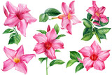 Beautiful flowers, watercolor floral clipart. Pink flower, tropical plants