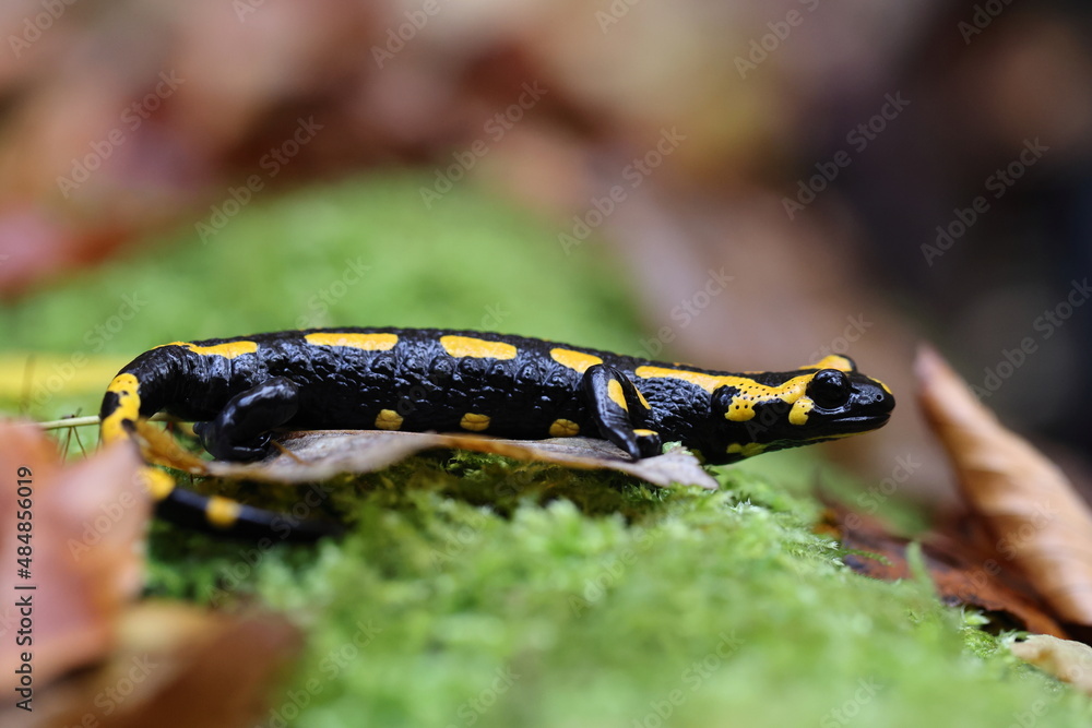 Obraz premium Fire Salamander (Salamandra salamandra) Germany