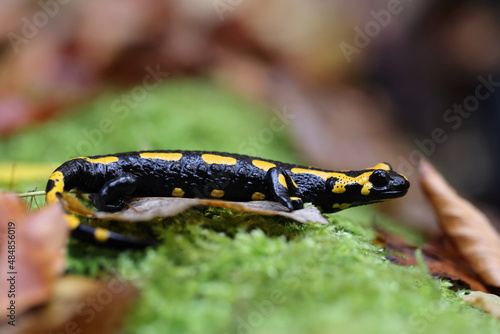  Fire Salamander (Salamandra salamandra) Germany