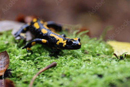  Fire Salamander (Salamandra salamandra)  Germany © Frank Fichtmüller