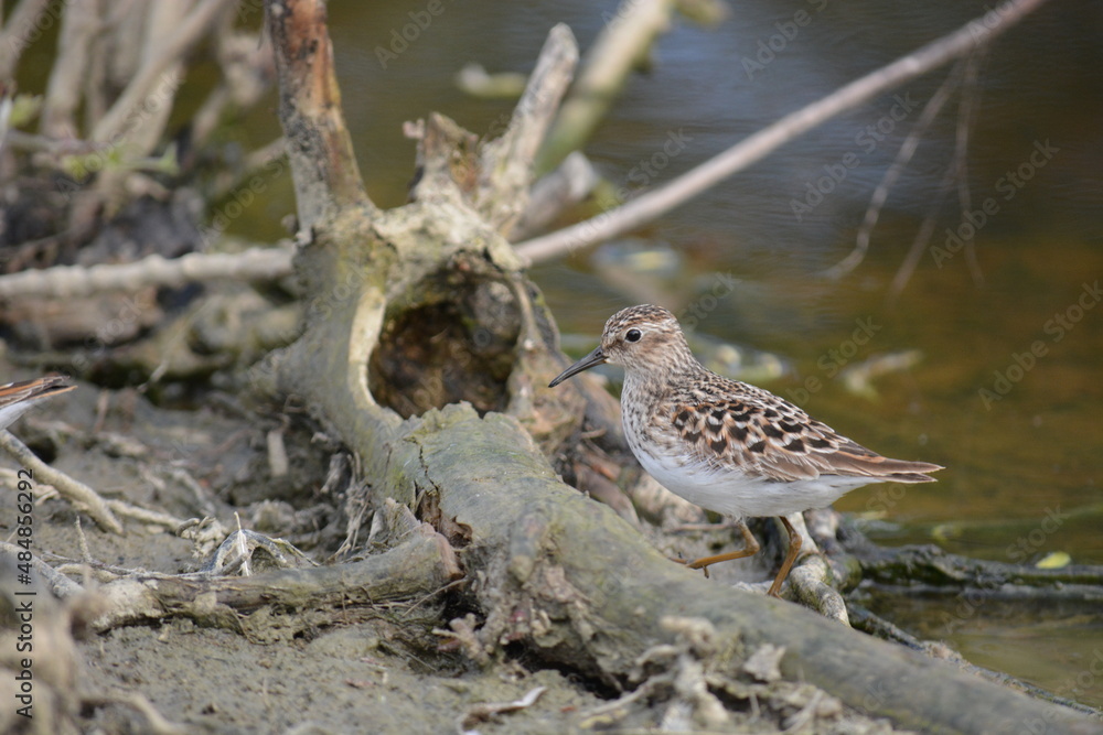 Fototapeta premium Beautiful sandpiper blends into the shoreline