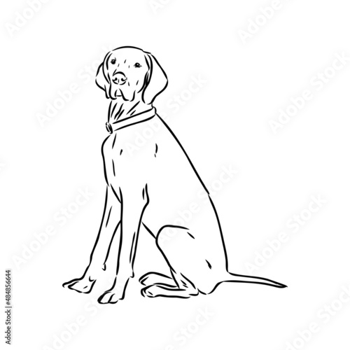 Decorative outline portrait of cute pointer dog vector illustration in black color isolated on white background. Isolated image for design and tattoo.