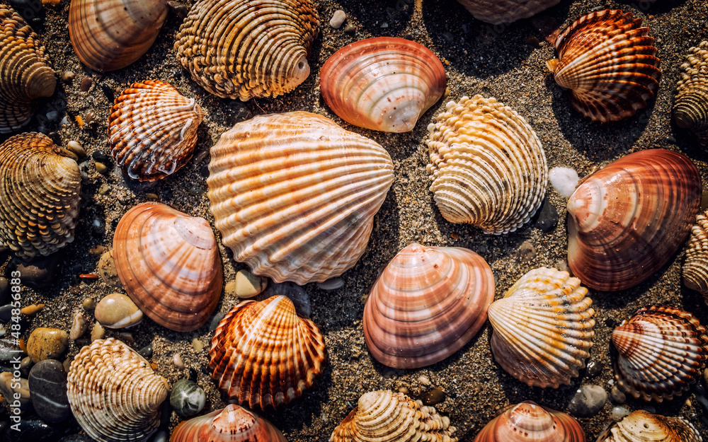 collection of clam shells on wet sand top view closeup collection of clam shells on wet sand top view closeup