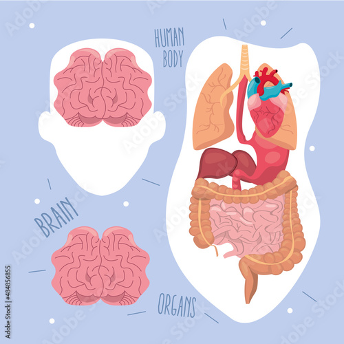 Human organs and brains