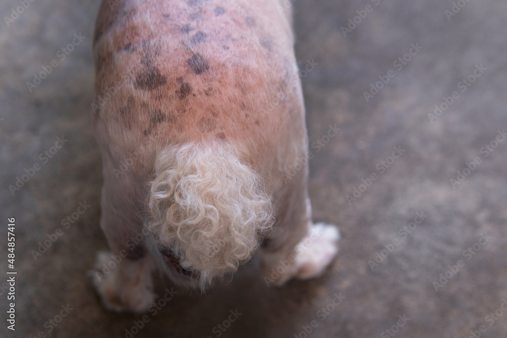 Closeup Senior Poodle dog butt with blackspot and redness or rash
