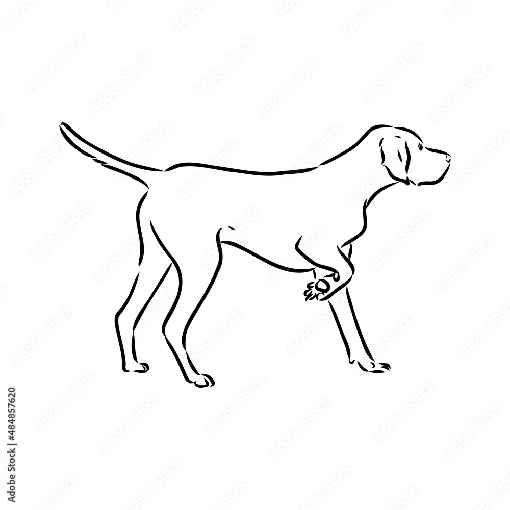Decorative outline portrait of cute pointer dog vector illustration in black color isolated on white background. Isolated image for design and tattoo.