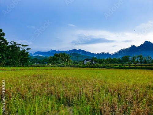 Decorated with rice plants in farm background beautiful nature. © Muhammad